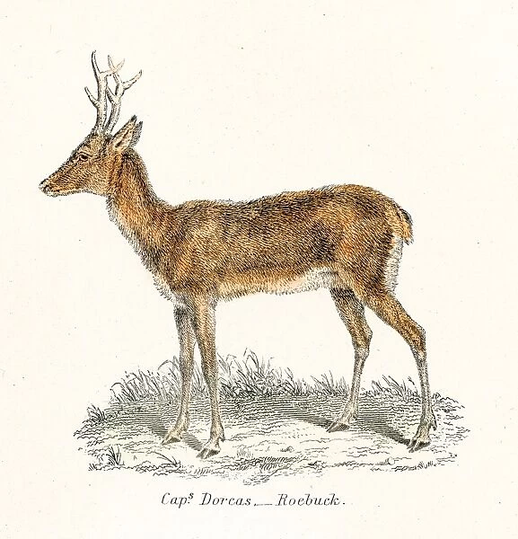 Roebuck antelope engraving 1803