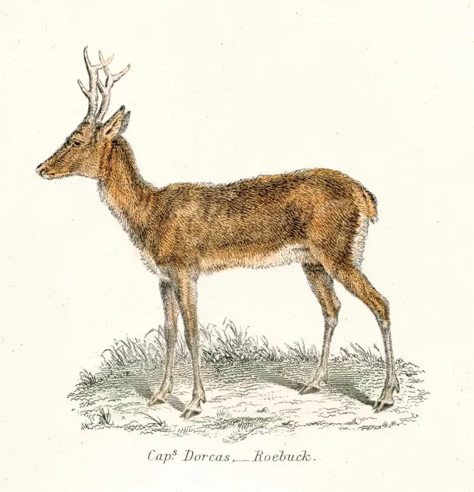 Framed Print : Roebuck antelope engraving 1803 Framed Print : Roebuck antelope engraving 1803