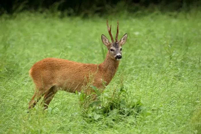 Framed Print : Roebuck -Capreolus capreolus- in the red summer coat, Allgaeu, Bavaria, Germany, Europe Framed Print : Roebuck -Capreolus capreolus- in the red summer coat, Allgaeu, Bavaria, Germany, Europe