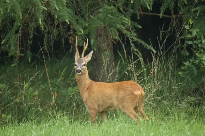 Framed Print : Roebuck -Capreolus capreolus- in red summer coat, Allgaeu, Bavaria, Germany, Europe Framed Print : Roebuck -Capreolus capreolus- in red summer coat, Allgaeu, Bavaria, Germany, Europe