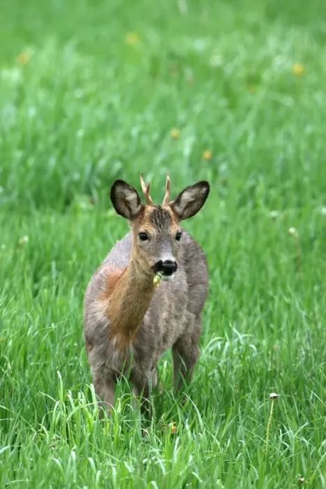 Framed Print : Roebuck (Capreolus capreolus), shedding, switching from grey winter coat to red summer coat, Allgaeu, Bavaria, Germany, Europe Framed Print : Roebuck (Capreolus capreolus), shedding, switching from grey winter coat to red summer coat, Allgaeu, Bavaria, Germany, Europe