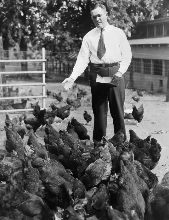 Framed Print : Rogers Hornsby Feeding His Chickens Framed Print : Rogers Hornsby Feeding His Chickens