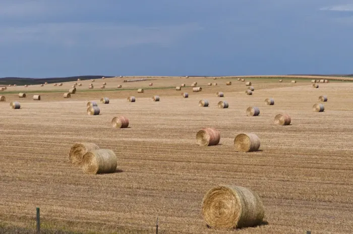 Framed Print : Rolled hay bales, Buffalo Gap, South Dakota, USA