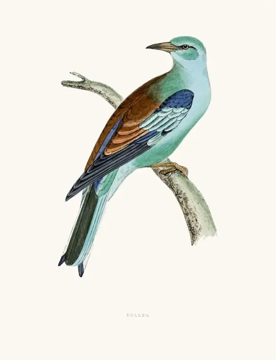 Framed Print : Roller bird Framed Print : Roller bird