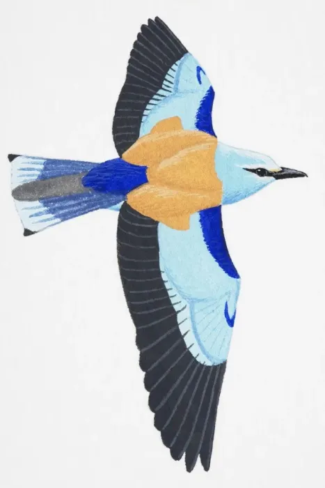 Framed Print : Roller (Coracias garrulus), adult Framed Print : Roller (Coracias garrulus), adult