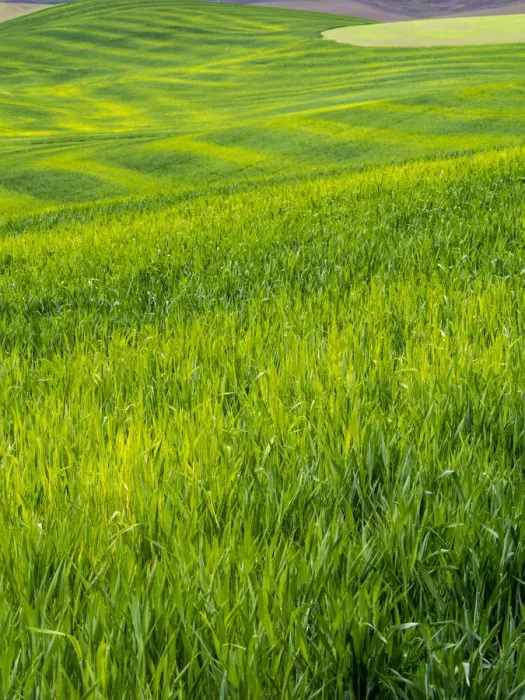 Framed Print : Rolling Green Hills of Spring Wheat, Palouse, Idaho, USA Framed Print : Rolling Green Hills of Spring Wheat, Palouse, Idaho, USA