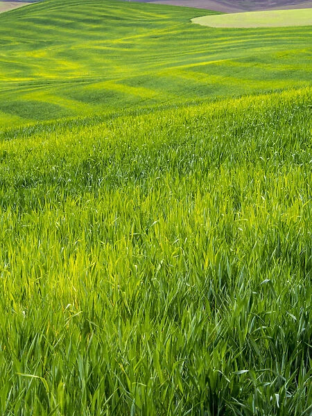 Rolling Green Hills of Spring Wheat, Palouse, Idaho, USA