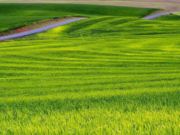 Rolling Green Hills of Spring Wheat With Road running through, Palouse, Idaho, USA