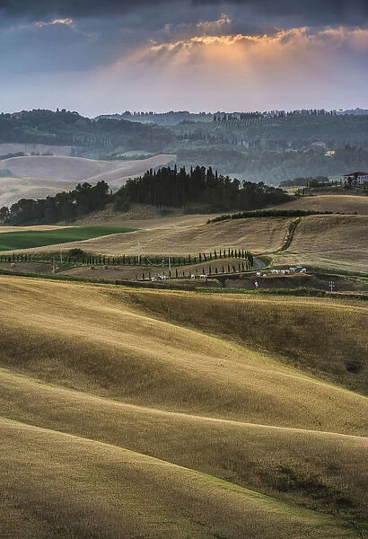 Rolling hills, cornfields at dusk, Villamagna, Tuscany, Italy, Europe