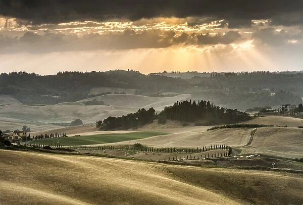 Rolling hills with dark atmospheric clouds, corn fields at dusk, Villamagna, Tuscany, Italy, Europe