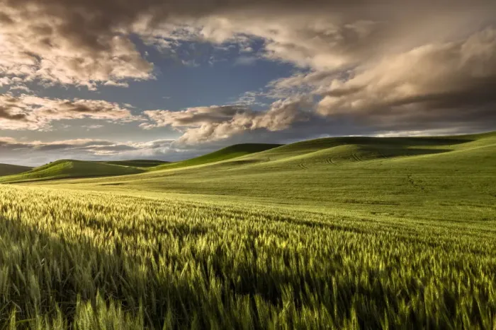 Framed Print : Rolling hills of wheat at sunrise, Palouse, Washington State, USA Framed Print : Rolling hills of wheat at sunrise, Palouse, Washington State, USA