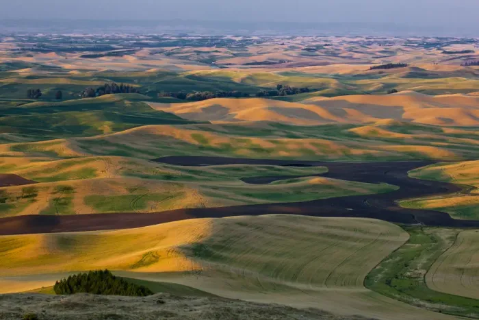 Framed Print : Rolling landscape with fields of pea and wheat in Palouse region, Washington State, USA Framed Print : Rolling landscape with fields of pea and wheat in Palouse region, Washington State, USA