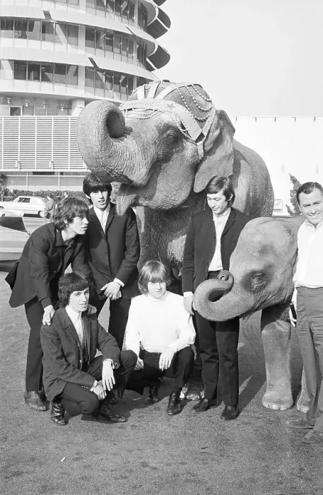 Framed Print : The Rolling Stones with Elephants Framed Print : The Rolling Stones with Elephants