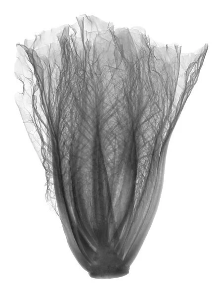 Romaine cabbage, X-ray