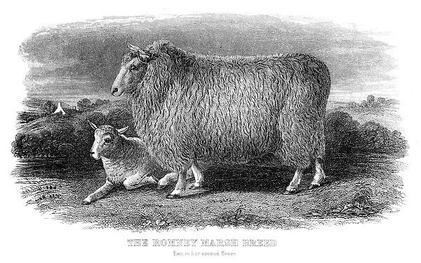 The Romney sheep engraving 1878