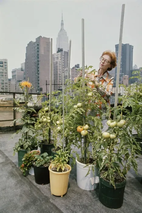 Framed Print : Rooftop Garden In New York Framed Print : Rooftop Garden In New York