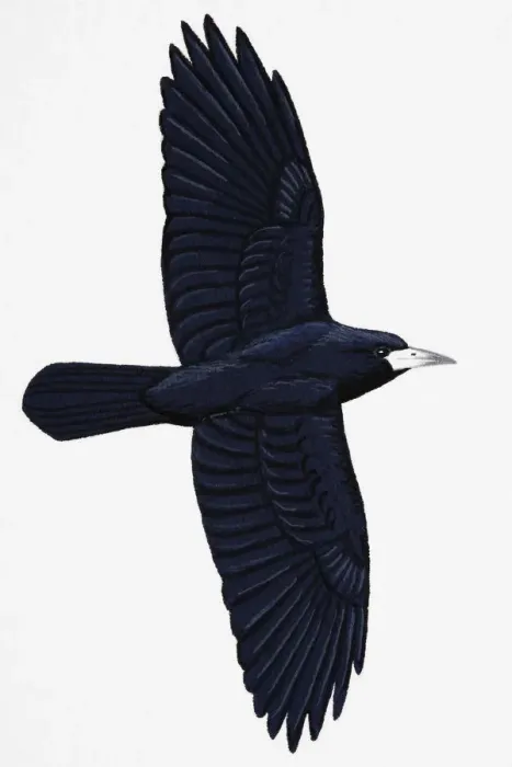 Framed Print : Rook (Corvus frugilegus), adult