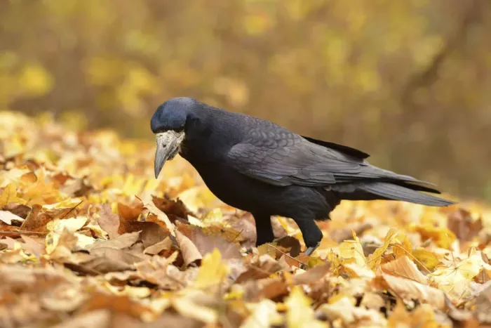Framed Print : Rook -Corvus frugilegus- standing on autumn leaves, Leipzig, Saxony, Germany Framed Print : Rook -Corvus frugilegus- standing on autumn leaves, Leipzig, Saxony, Germany