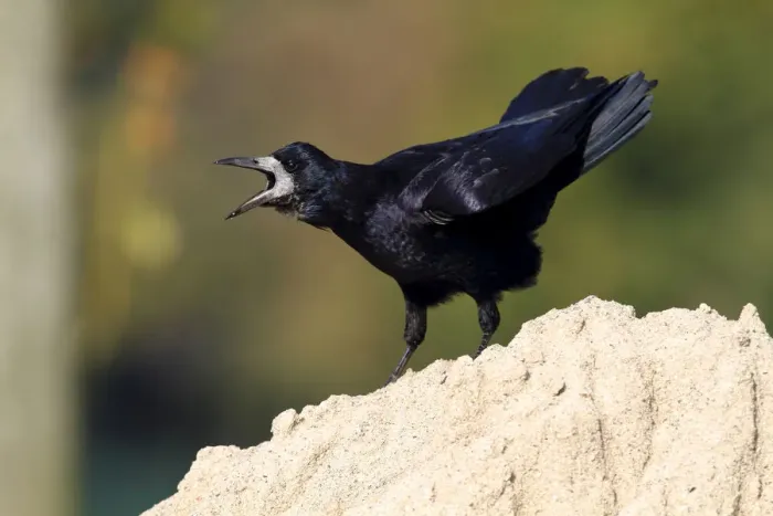 Framed Print : Rook -Corvus frugilegus-, standing on a sandy mount, calling, Baltic island of Fehmarn, East Holstein, Schleswig-Holstein, Germany, europe Framed Print : Rook -Corvus frugilegus-, standing on a sandy mount, calling, Baltic island of Fehmarn, East Holstein, Schleswig-Holstein, Germany, europe