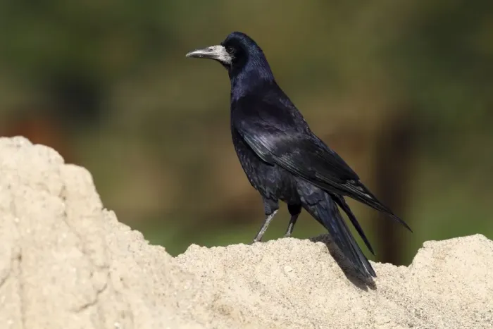 Framed Print : Rook -Corvus frugilegus-, standing on a sandy mount, Baltic island of Fehmarn, East Holstein, Schleswig-Holstein, Germany, Europe