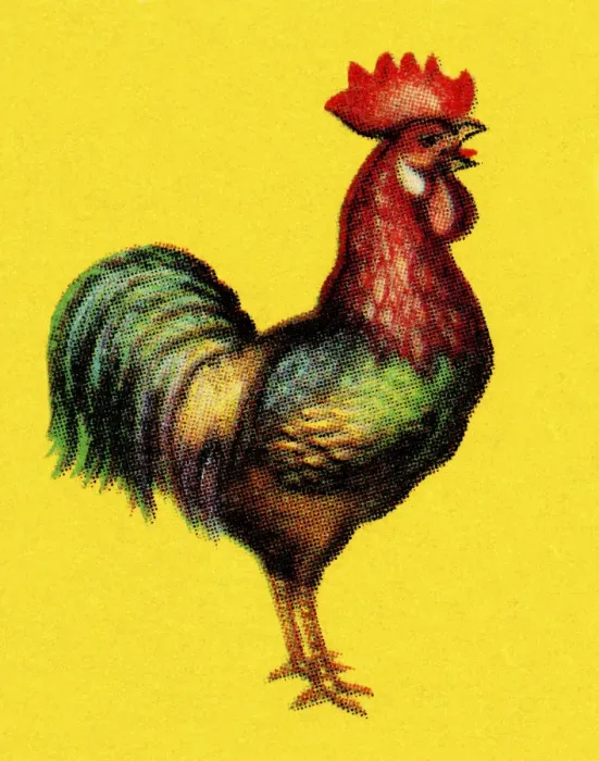 Framed Print : Rooster. http: / / csaimages.com / images / istockprofile / csa_vector_dsp.jpg Framed Print : Rooster. http: / / csaimages.com / images / istockprofile / csa_vector_dsp.jpg