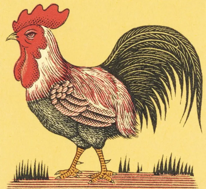 Framed Print : Rooster. http: / / csaimages.com / images / istockprofile / csa_vector_dsp.jpg Framed Print : Rooster. http: / / csaimages.com / images / istockprofile / csa_vector_dsp.jpg