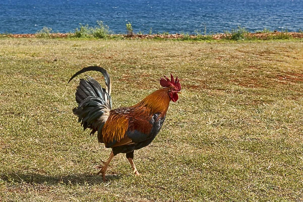 Rooster at the beach, Kauai, Hawaii, United States