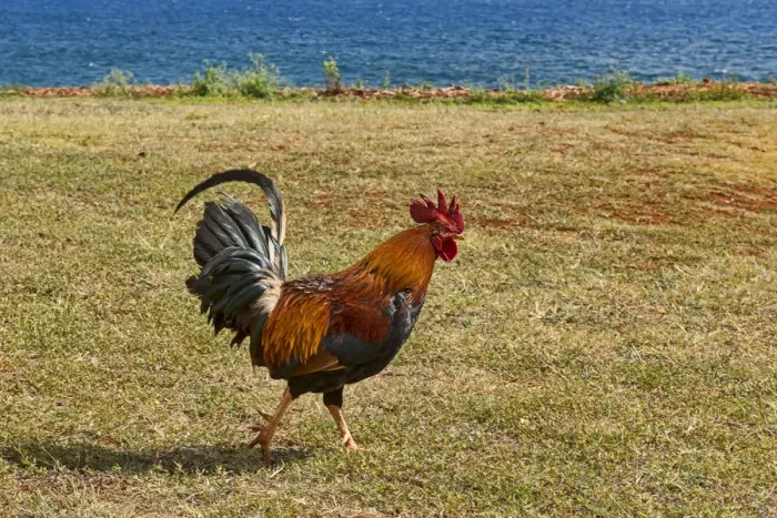 Framed Print : Rooster at the beach, Kauai, Hawaii, United States Framed Print : Rooster at the beach, Kauai, Hawaii, United States