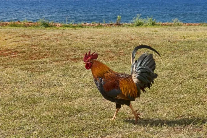 Framed Print : Rooster at the beach, Kauai, Hawaii, United States Framed Print : Rooster at the beach, Kauai, Hawaii, United States