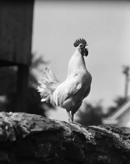 Framed Print : Rooster crowing Framed Print : Rooster crowing
