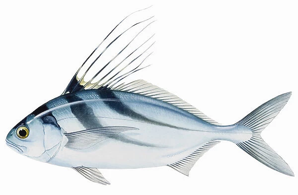 Roosterfish (Nematistius pectoralis), with long spines on dorsal fin