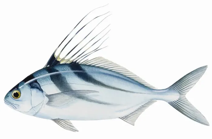 Framed Print : Roosterfish (Nematistius pectoralis), with long spines on dorsal fin