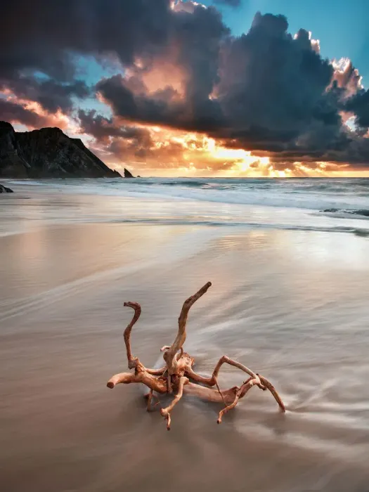 Framed Print : The root. Located in the area of the Sintra-Cascais Natural Park