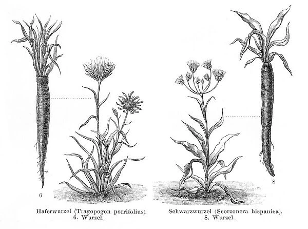 Root Vegetables engraving 1895