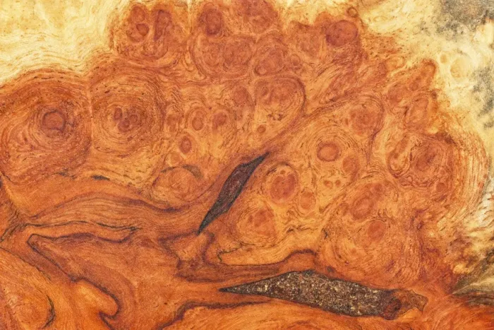 Framed Print : Root wood, detail view, little old box