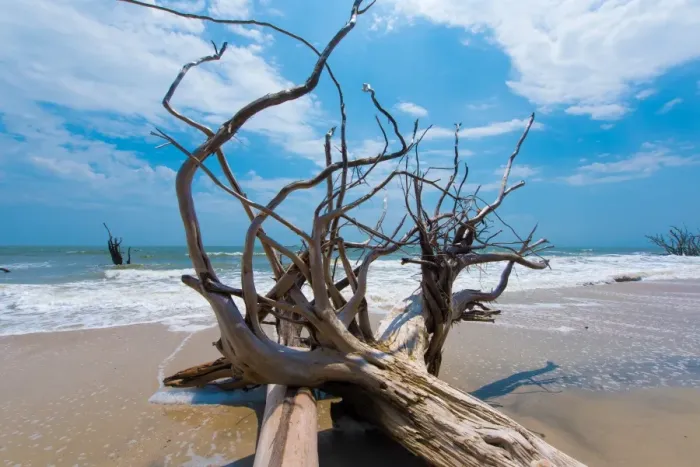 Framed Print : roots. Roots of a dead tree laying on the beach of Edisto Island