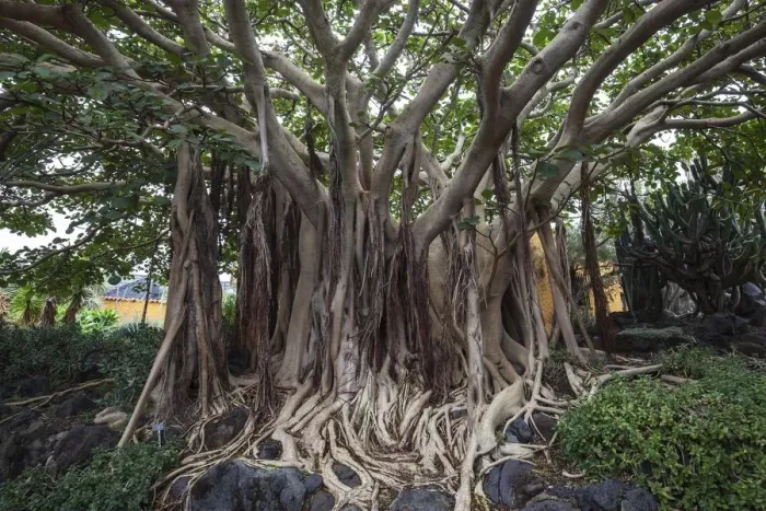 Framed Print : Roots, Ficus socotrana (Ficus socotrana), botanical garden, Jardin Botanico Canario Framed Print : Roots, Ficus socotrana (Ficus socotrana), botanical garden, Jardin Botanico Canario