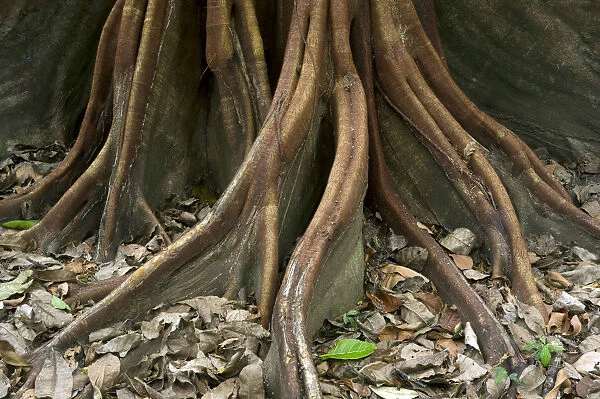 Roots of a Fig tree -Ficus maxima-, Sirena, Corcovado National Park, Province of Puntarenas, Costa Rica, Central America