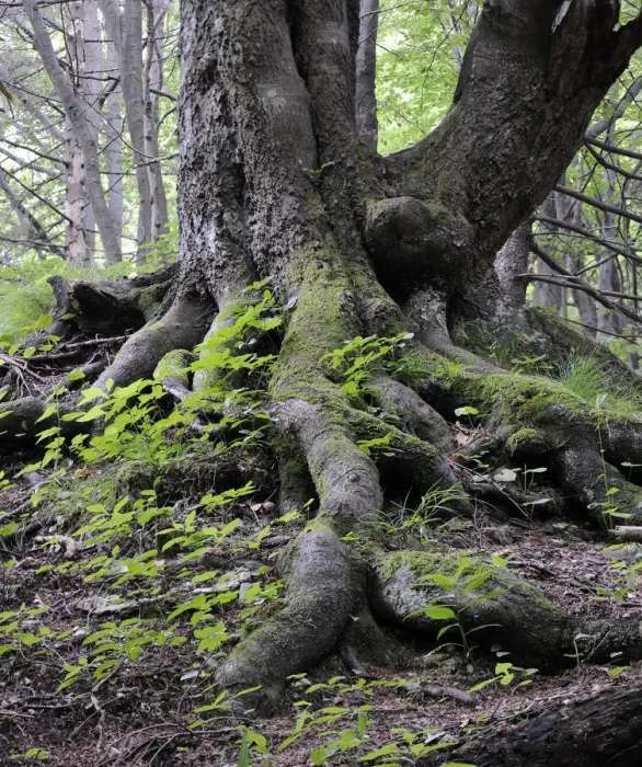 Framed Print : Roots of an old Beech -Fagus-, rockery, Tiesnavy, Mala Fatra National Park, Slovakia, Europe Framed Print : Roots of an old Beech -Fagus-, rockery, Tiesnavy, Mala Fatra National Park, Slovakia, Europe