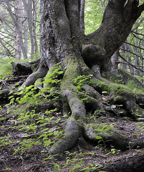 Roots of an old Beech -Fagus-, rockery, Tiesnavy, Mala Fatra National Park, Slovakia, Europe