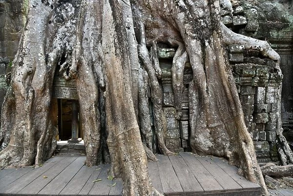 the roots of trees entwine the stone Ta Prohm temple Angkor Cambodia