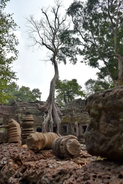 Framed Print : Roots of trees Ta Prohm temple Angkor Cambodia Framed Print : Roots of trees Ta Prohm temple Angkor Cambodia