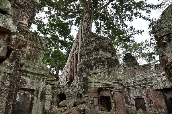 Roots of trees temple Angkor Cambodia