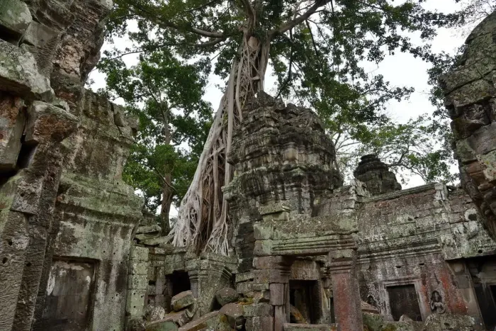 Framed Print : Roots of trees temple Angkor Cambodia Framed Print : Roots of trees temple Angkor Cambodia