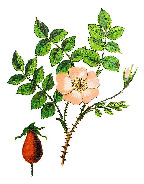 Rosa canina, commonly known as the dog rose