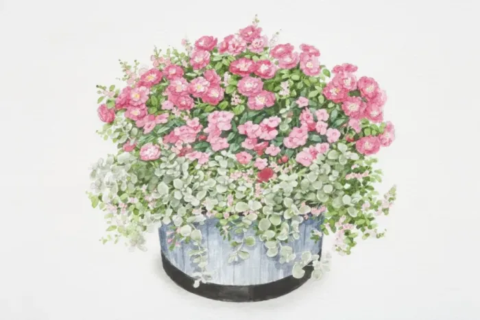 Framed Print : Rosa Flower Carpet, bushy plant with cerise-pink flowers in round container Framed Print : Rosa Flower Carpet, bushy plant with cerise-pink flowers in round container