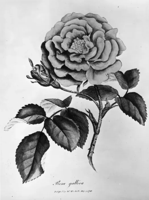 Framed Print : Rosa Gallica Framed Print : Rosa Gallica