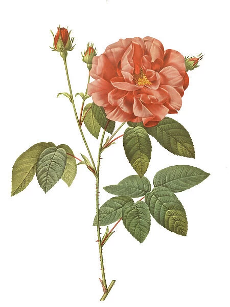 Rosa gallica officinalis available as Framed Prints, Photos, Wall Art ...