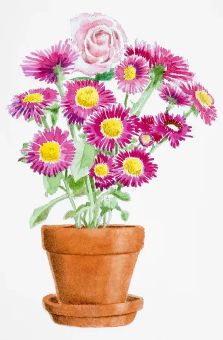 Framed Print : Rosa, single pink Rose and Chrysanthemum Sp. pink flowers with yellow stamens growing in terracotta pot Framed Print : Rosa, single pink Rose and Chrysanthemum Sp. pink flowers with yellow stamens growing in terracotta pot
