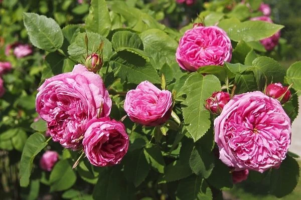 Rosa x portlandia cultivar Yolande dA┼¢ Aragon, Portland rose